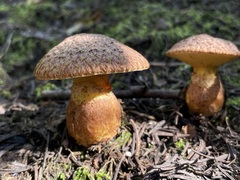 Suillus lakei