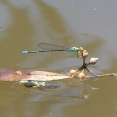 Pseudagrion aureofrons