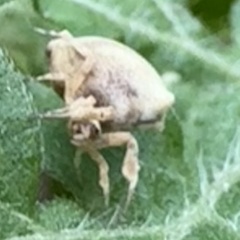 Thomisus spectabilis