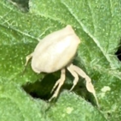 Thomisus spectabilis