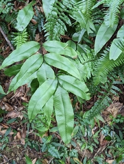 Diplazium donianum