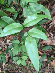 Diplazium donianum