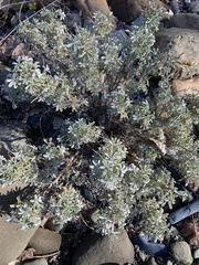 Lupinus albifrons