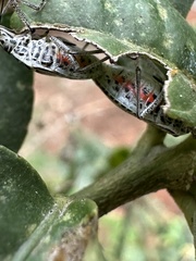 Cappaea taprobanensis