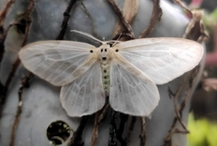 Genusa simplex