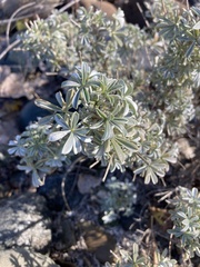 Lupinus albifrons