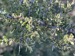 Condalia warnockii