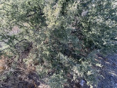 Condalia warnockii