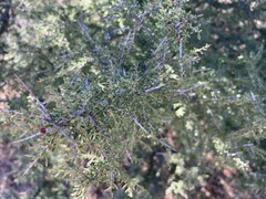 Condalia warnockii