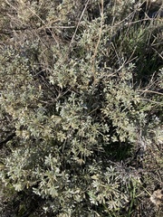 Lupinus albifrons