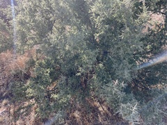 Condalia warnockii