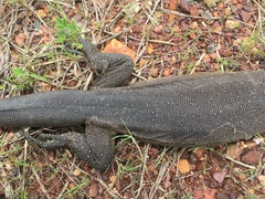 Varanus mertensi