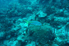 Ocyurus chrysurus