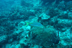 Ocyurus chrysurus