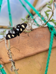 Alypia octomaculata