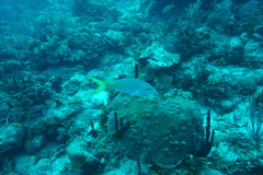 Ocyurus chrysurus