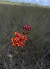 Asclepias lanceolata