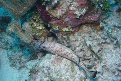 Epinephelus guttatus