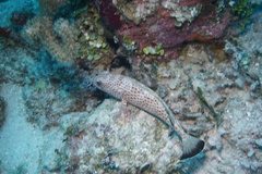 Epinephelus guttatus