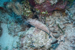 Epinephelus guttatus