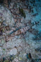 Epinephelus guttatus