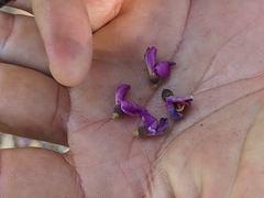 Millettieae