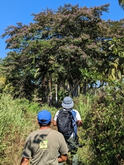Millettieae