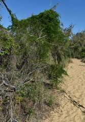 Abrus precatorius africanus