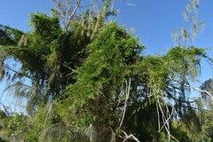 Abrus precatorius africanus