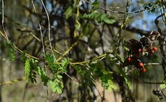 Abrus precatorius africanus