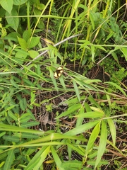 Junonia hierta hierta