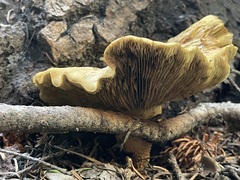 Neolentinus ponderosus