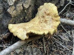 Neolentinus ponderosus