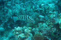 Epinephelus striatus