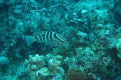 Epinephelus striatus