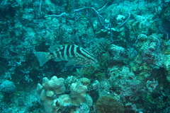 Epinephelus striatus
