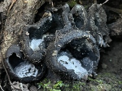 Dissingia leucomelaena