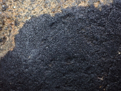 Hydropunctaria maura