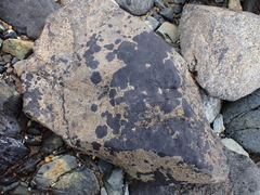 Hydropunctaria maura