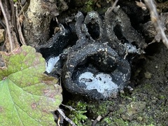 Dissingia leucomelaena