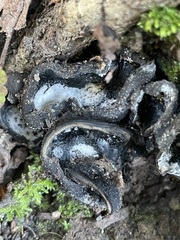 Dissingia leucomelaena