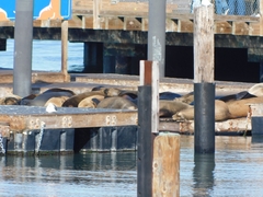 Zalophus californianus