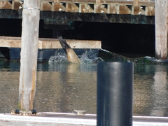 Zalophus californianus