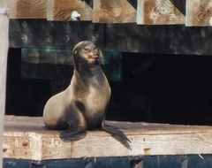 Zalophus californianus