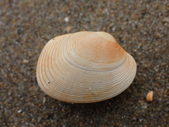 Venerupis largillierti