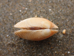 Venerupis largillierti