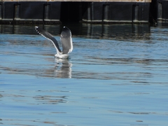 Larus occidentalis