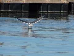Larus occidentalis