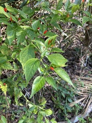 Capsicum frutescens