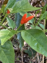 Capsicum frutescens